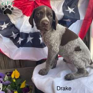 Drake, German Shorthaired Pointer Puppy
